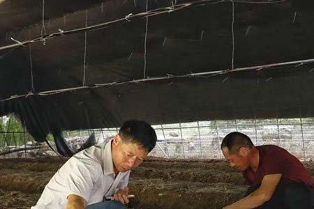 种过莲子的田能种植竹荪吗