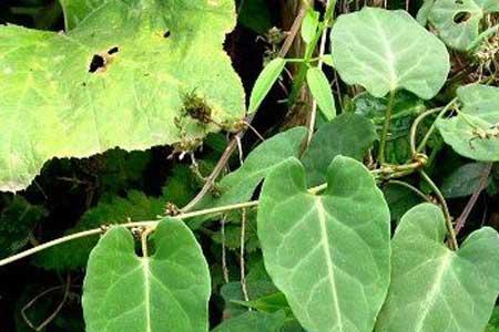 庭院种植何首乌的位置