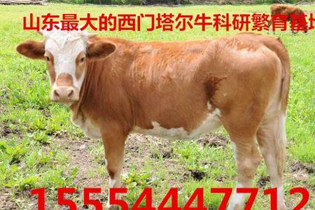 杂交牛一般能活多少年