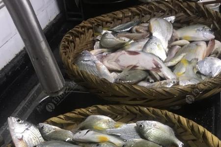 春节还能钓黄脚立吗