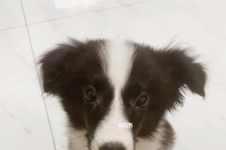 边牧小时候会摇尾巴吗