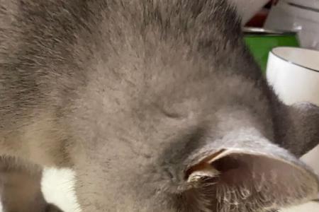 3个月的猫咪吃罐头吃多少规格的