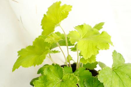 盆栽植物叶子凹凸不平怎么回事