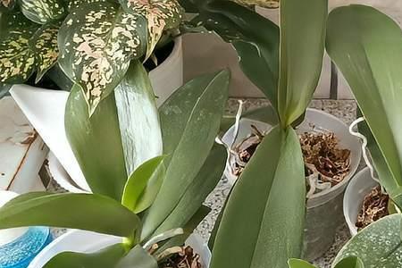 蝴蝶兰浇水后花全蔫了