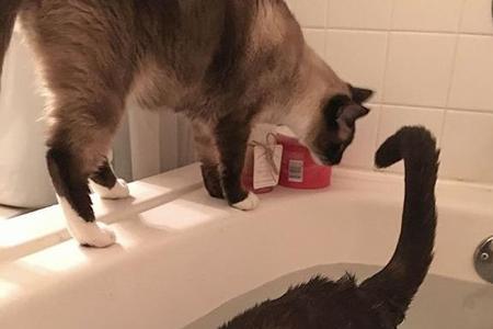 猫为什么上完厕所要舔