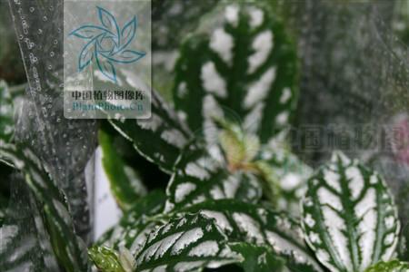 勐海冷水花介绍