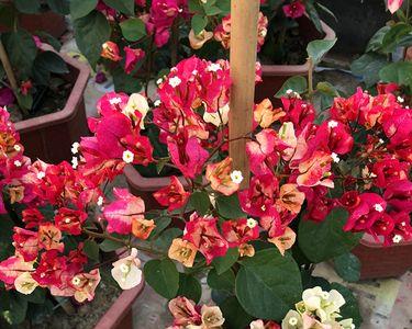 粉宝贝和什么三角梅开花比较像