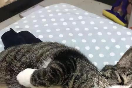 小猫一生最多可以生几胎