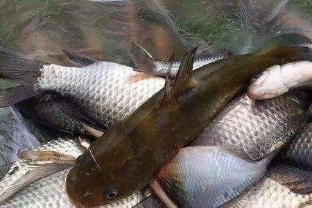 立冬后9到21度西南风好钓鱼吗