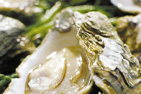 海蛎子如何繁殖