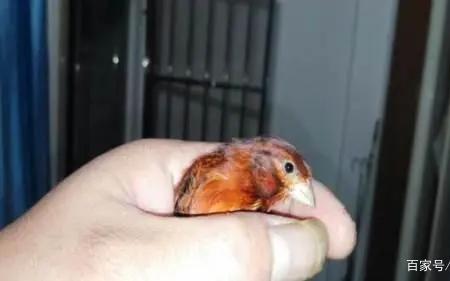 玉鸟白蛋怎么办