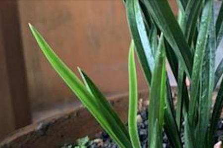 兰花冒新芽能用杀菌药吗