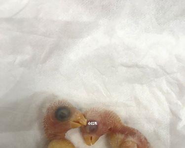 怎样看小太阳鹦鹉蛋是不是死胎