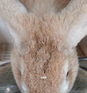 兔子会因为同伴离开死掉吗