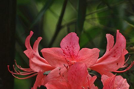 迎春花红色是什么品种