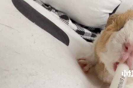 小荷兰猪可以喝牛奶吗