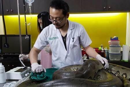 养殖蟒蛇宠物需要什么证件