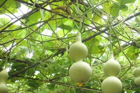1米以上大葫芦种植方法