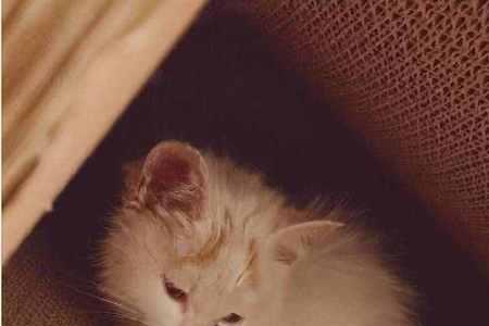 小猫到新环境要叫几天