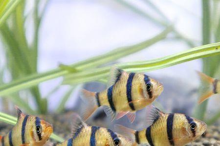 荧光虎皮鱼怎么养