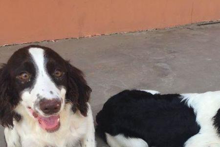 史宾格犬分长毛和短毛吗