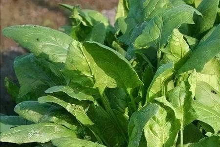 白根的菠菜是什么菜