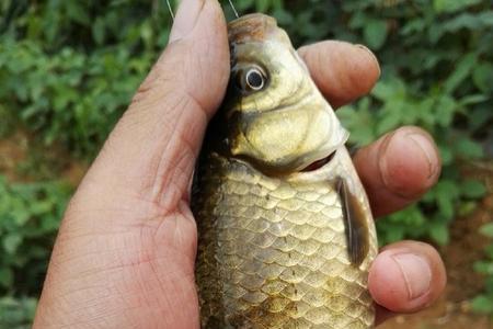 马口吃青苔吗