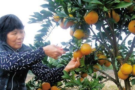 新奇士每亩产量