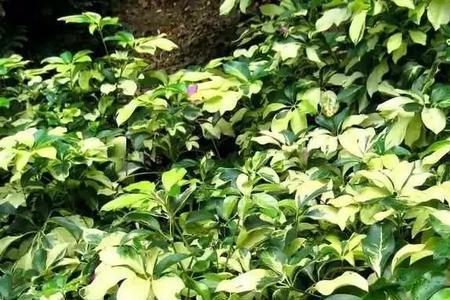 斑斓叶种植适应的环境