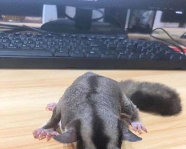 亚成蜜袋鼯能养熟吗