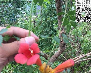 定花根方法