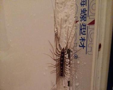 怎么找到蚰蜒的窝