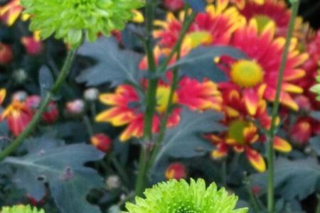 菊花可以生长在沼泽里面吗
