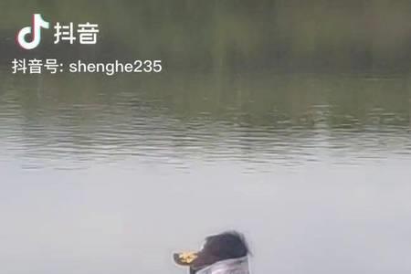 路亚白甲鱼怎么钓