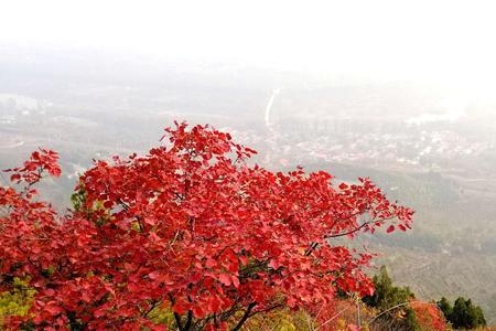12月崛围山还有红叶吗