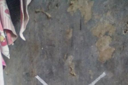 4只蜘蛛多少条腿