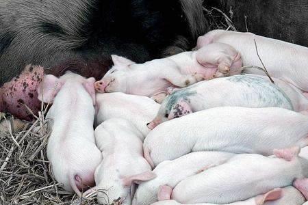 母猪喂食盐好还是不喂食盐好