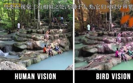 蛇眼中的世界是什么样的