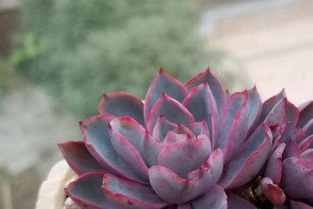 多肉空色可以一直不用浇水吗