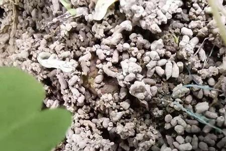 白兰花是否有盲枝
