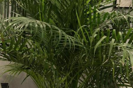 散尾葵烂根又烂树干怎么回事
