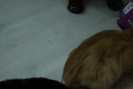 出租屋养猫会乱叫吗