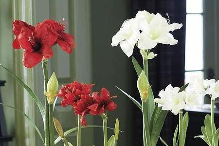 6月中旬种植朱顶红会开花吗