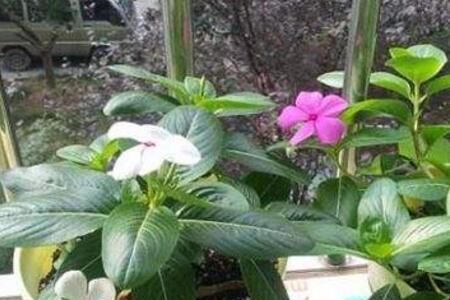 长春花的根来年可发芽