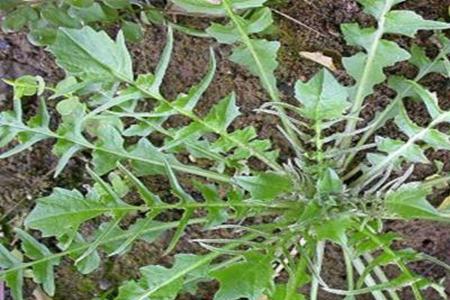 洛阳冬天哪里有荠荠菜挖