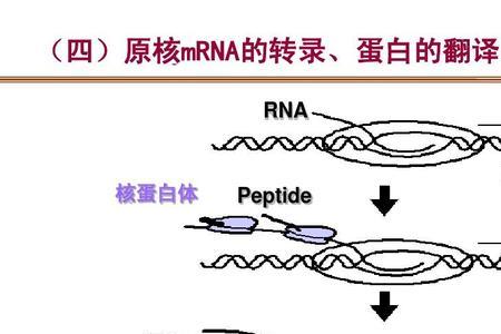 基因表达包括