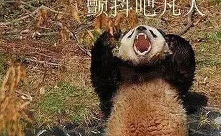 为什么大熊猫要寻求蚩尤的原谅