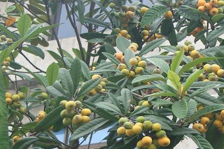 枇杷种下多久浇一次水