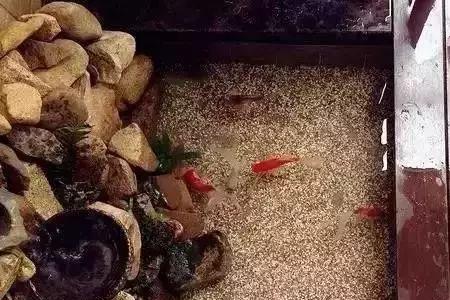 人踩过的鹅卵石能带回家养鱼吗