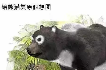 熊猫为什么要等蚩尤